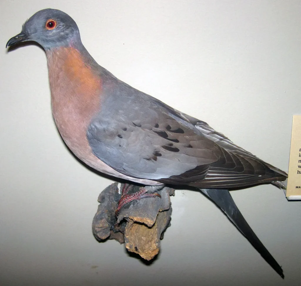 The Passenger Pigeon