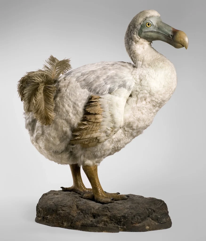 The Dodo